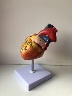 Сердце анатомическая модель