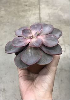 Эхеверия Ред Скай. Доставка