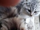 Сибирская котята