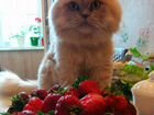 Персидский кот ищет персидскую кошку