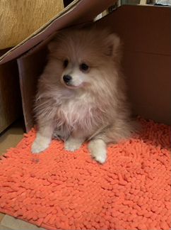 Шпиц Померанский Девочка