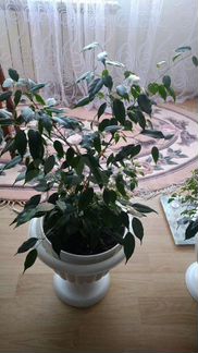 Цветок фикус, шикарно смотрится, можно в офис, в р