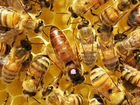 Пчелопакеты 2022 объявление продам