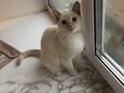 Сиамская кошка бесплатно белорыжая 6 месяцев
