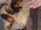 Мадагаскарские шипящие тараканы объявление продам