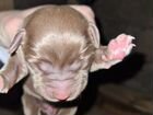 Собаки щенки породистые лабрадор объявление продам