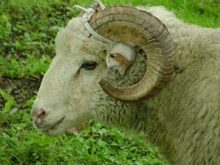 Овцы и бараны на племя