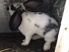 Кролики и крольчата объявление продам