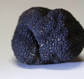 Cвежий Трюфель гриб из Италии