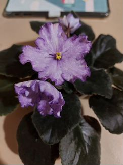 Фиалка Dn Fleur