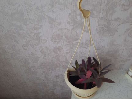 Сеткреазия пурпурная