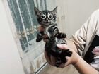Продам бенгальскую кошку редкого окраса объявление продам
