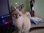 Тайская кошка - 5 месяцев