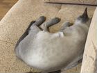 Тайский кот для вязки объявление продам