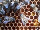 Пчеломатки плодные 2021 г