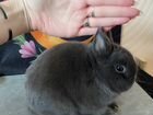 Карликовые крольчата(Миноры) объявление продам