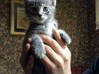 Котенок сладкий в добрые руки