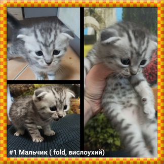 Шотландские котята